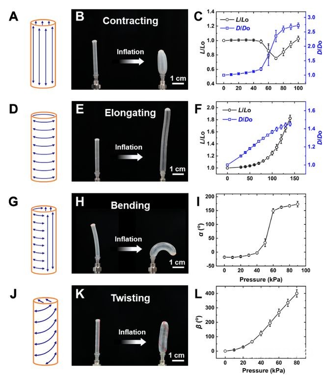 不同取向的LCE-SPAs气动形变 不同取向的LCE-SPAs气动形变