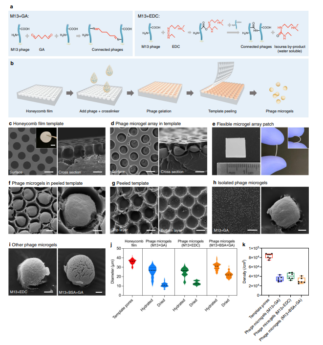 自组装纳米纤维噬菌体微凝胶