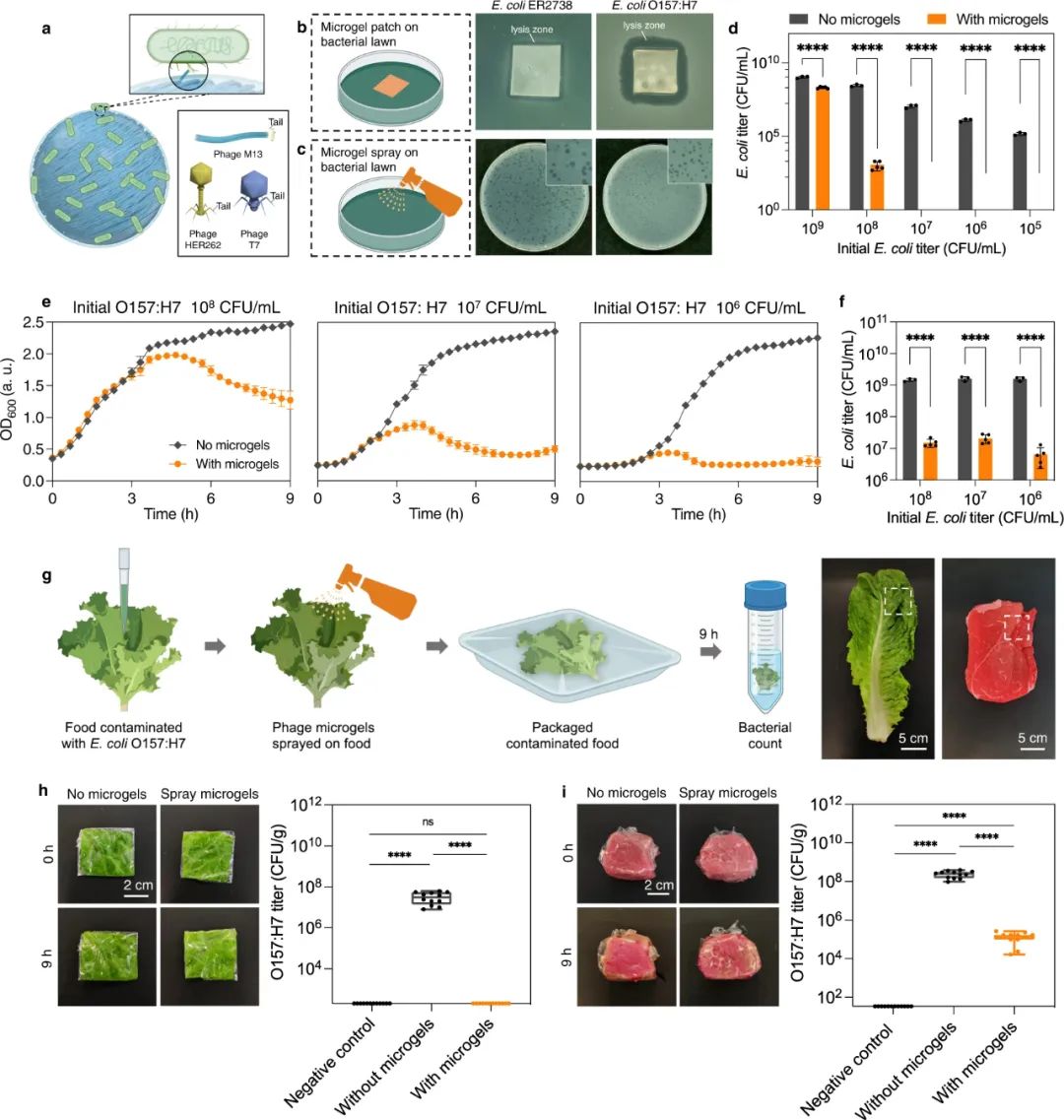 自组装纳米纤维噬菌体微凝胶