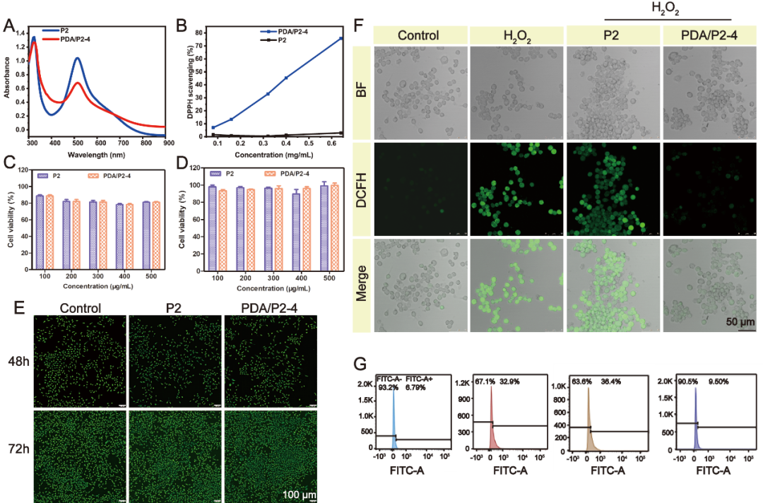 PDA/P2-4聚合物的DPPH清除水平、细胞水平的ROS清除能力的考察及细胞相容性研究