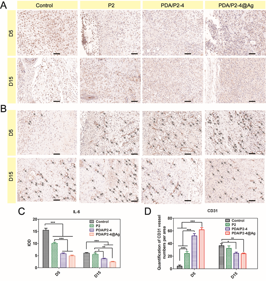不同治疗组创面的免疫组化研究