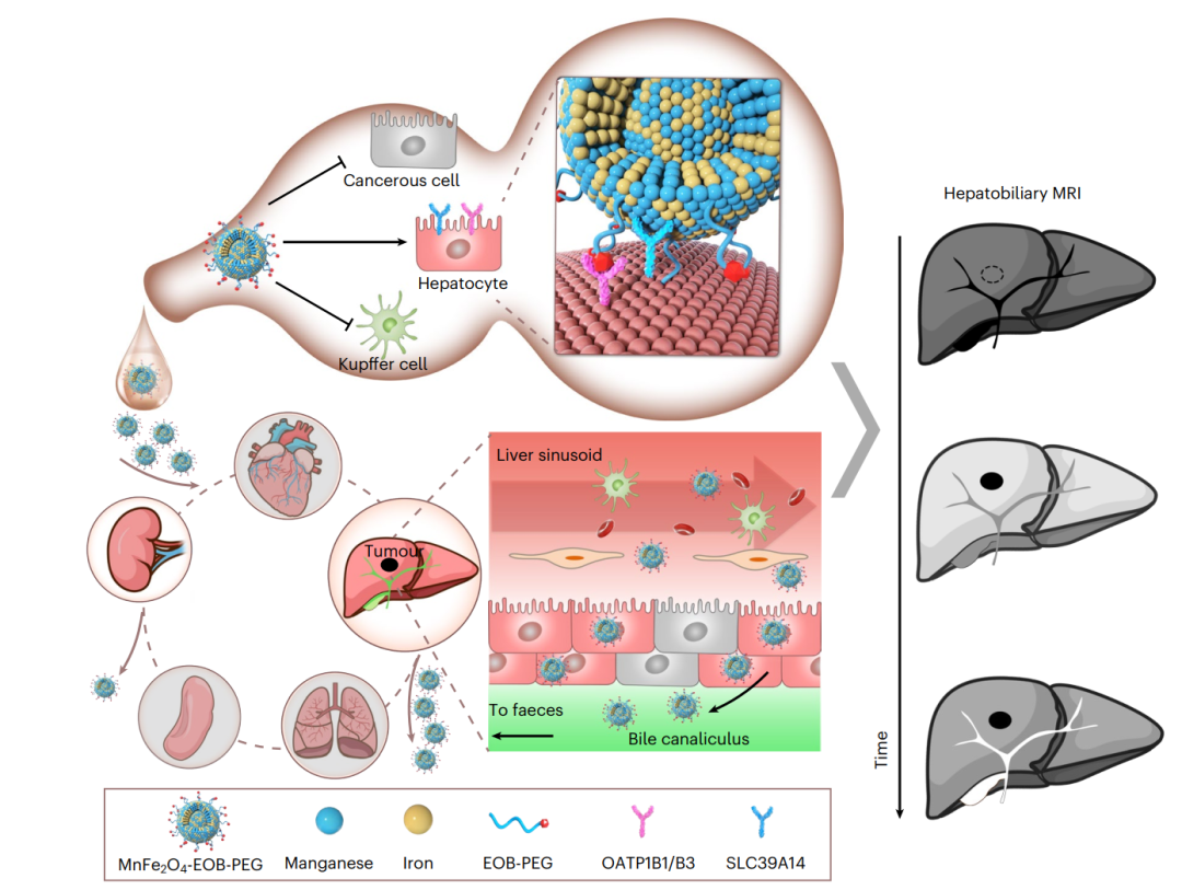 用于肝胆MRI的肝细胞特异性MnFe2O4-EOB-PEG纳米颗粒CA的设计
