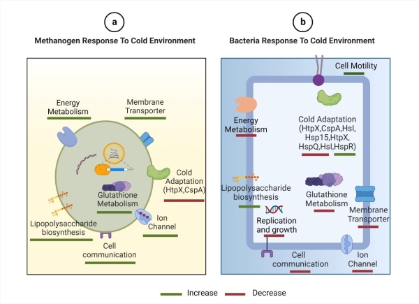 低温对厌氧消化微生物代谢的影响 低温对厌氧消化微生物代谢的影响
