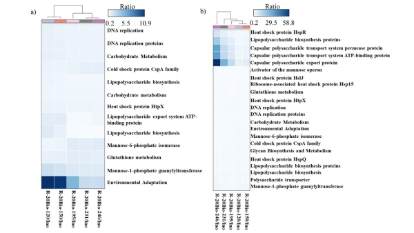 生物强化对微生物基因丰度的影响 生物强化对微生物基因丰度的影响