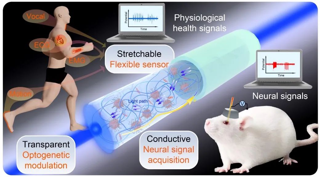 水凝胶的结构及其在可穿戴和可植入传感器中的应用示意图