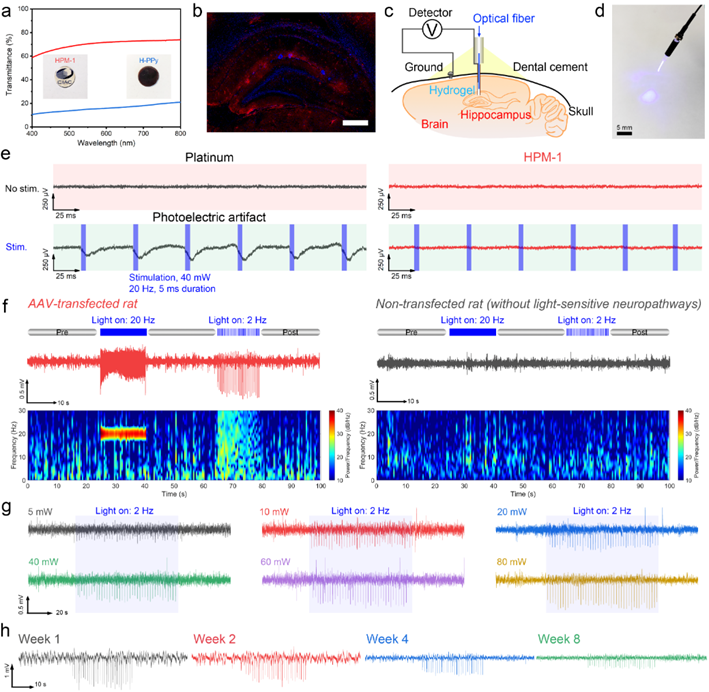 水凝胶电极在光遗传学中的应用