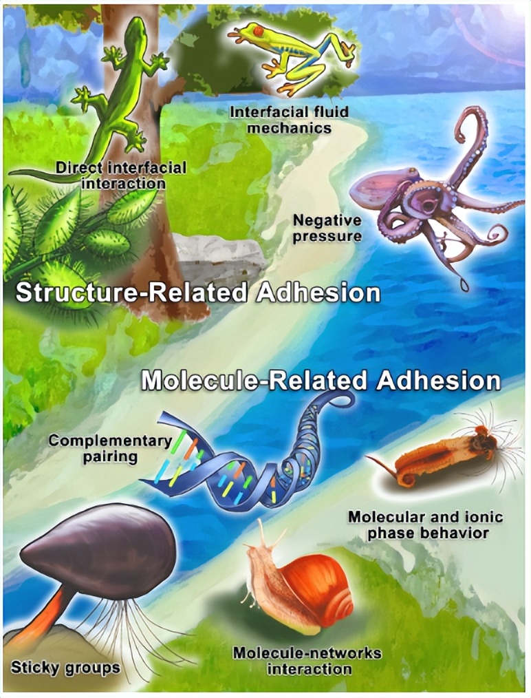 一文了解仿生水凝胶粘合剂的设计原理及策略 一文了解仿生水凝胶粘合剂的设计原理及策略