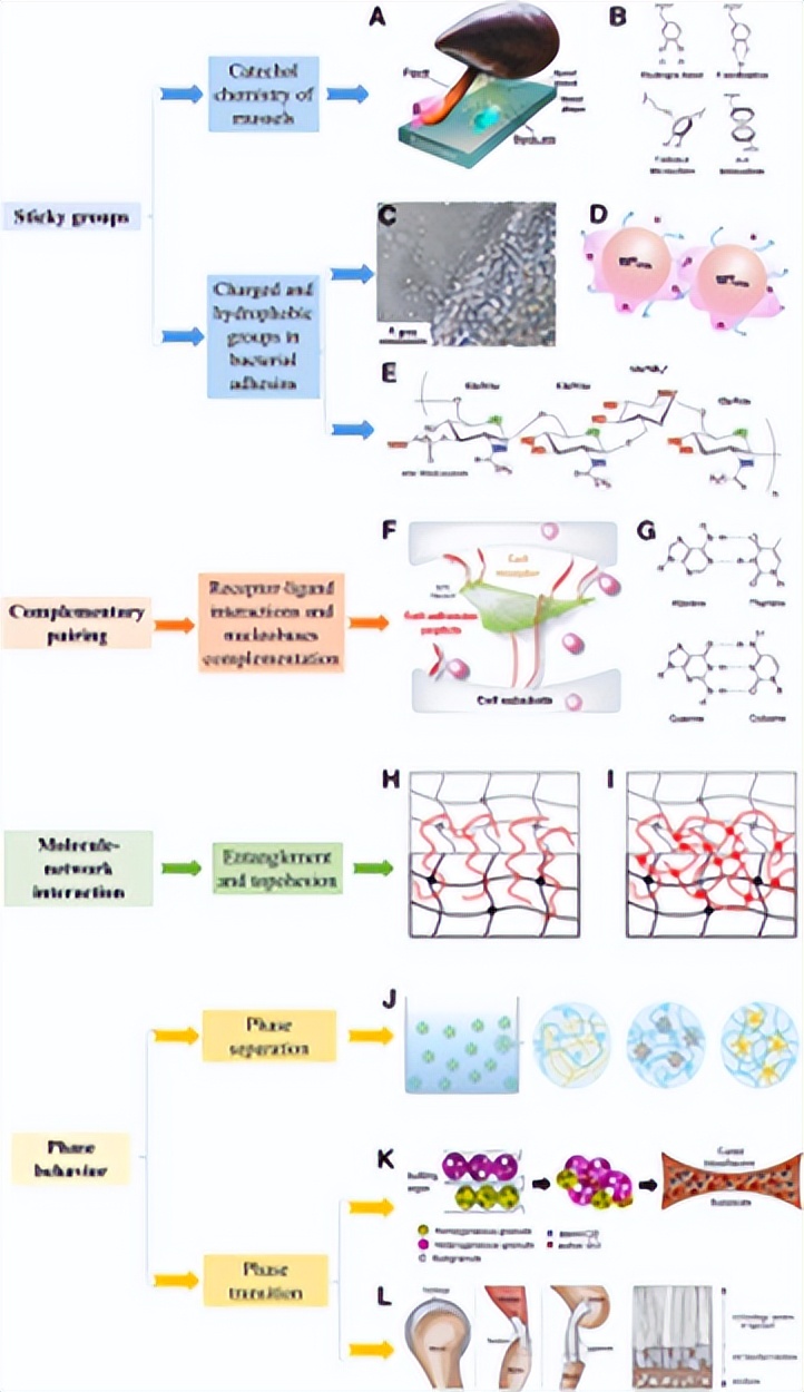 一文了解仿生水凝胶粘合剂的设计原理及策略 一文了解仿生水凝胶粘合剂的设计原理及策略