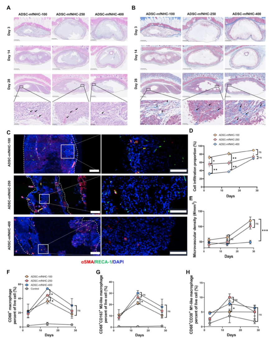 ADSC-mfNHC植入物在大鼠皮下注射模型中的宿主细胞浸润、巨噬细胞极化和血管生成