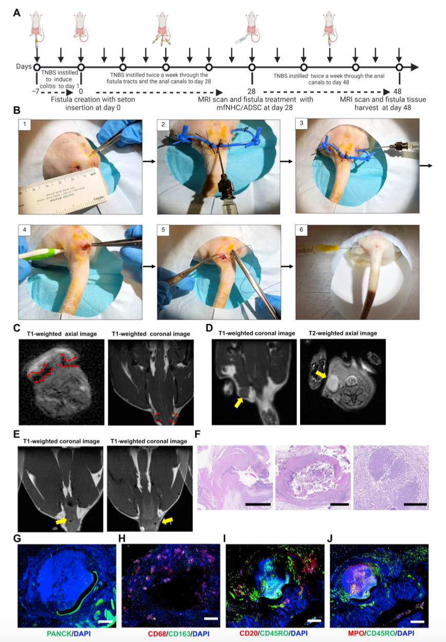CD-PAF大鼠模型的建立及表征
