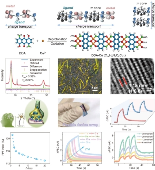 一维DDA-Cu有机框架材料的结构和柔性光电突触器件 一维DDA-Cu有机框架材料的结构和柔性光电突触器件