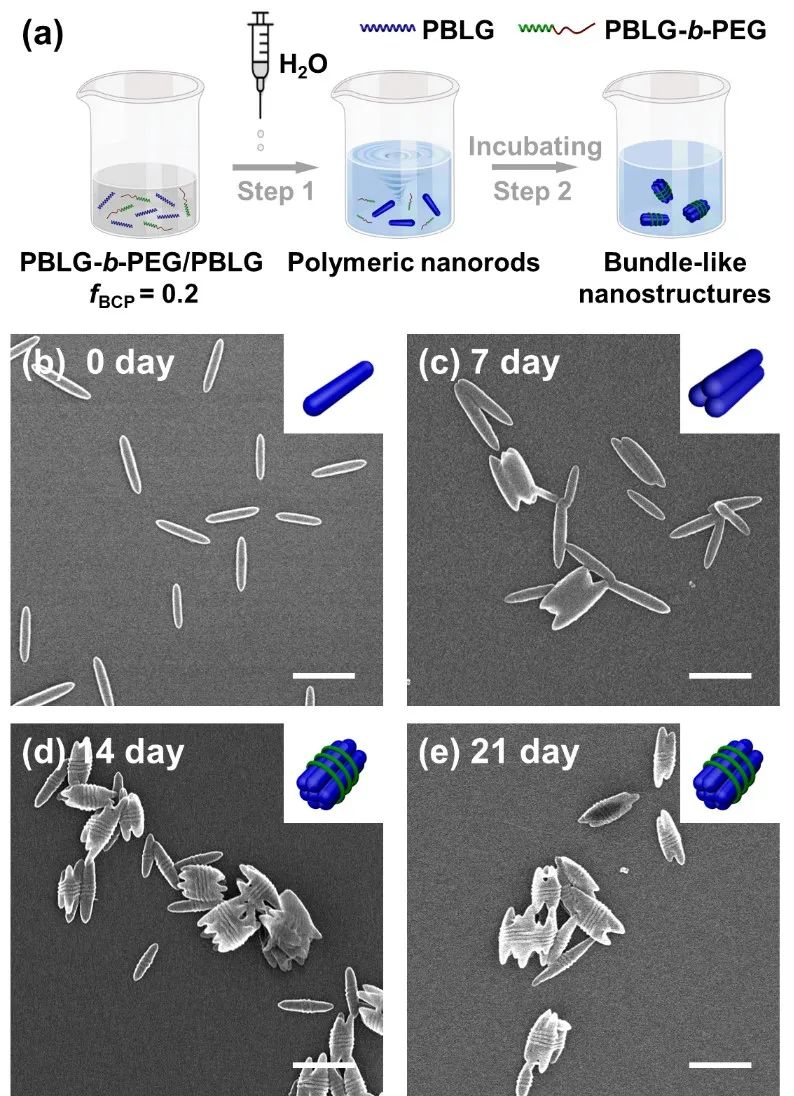 嵌段共聚物介导的聚合物纳米棒超分子聚合