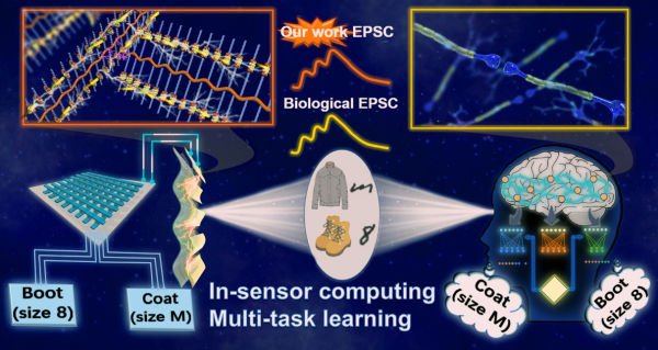 基于柔性有机光电材料和器件的神经形态视觉芯片 基于柔性有机光电材料和器件的神经形态视觉芯片