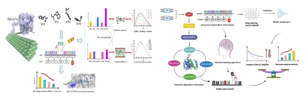 纤维素酶理性改造的研究进展 纤维素酶理性改造的研究进展