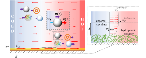 受限空间的边界上产生热渗流可以调控颗粒的热泳,而通过边界滑移可以进一步增强该热渗 受限空间的边界上产生热渗流可以调控颗粒的热泳,而通过边界滑移可以进一步增强该热渗