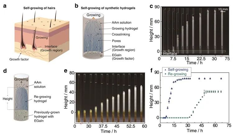 自生长水凝胶设计原理及实现方法