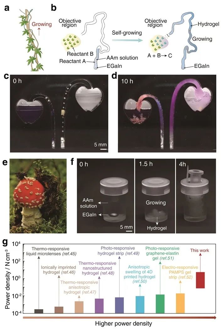 自生长水凝胶模仿自然藤本植物攀爬行为、作为致动器