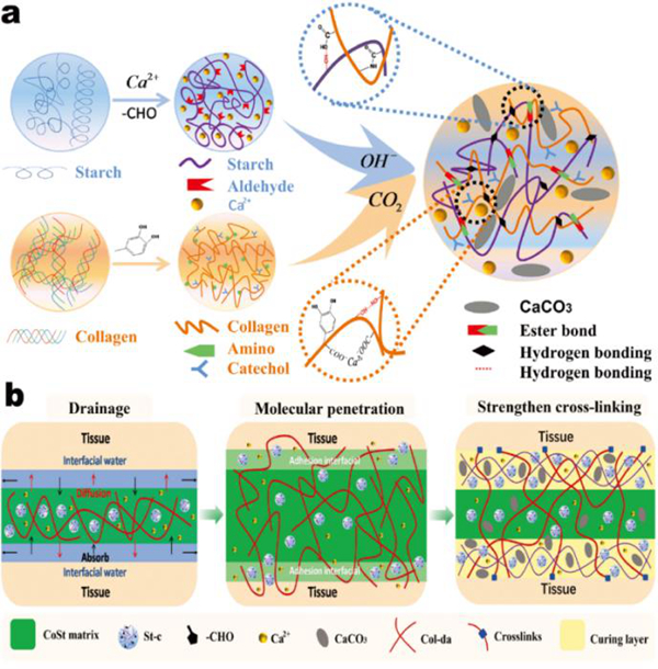 CoSt组织粘合剂的合成(a)和粘附机理(b)示意图 CoSt组织粘合剂的合成(a)和粘附机理(b)示意图