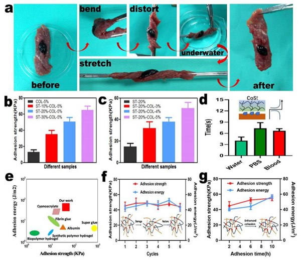 CoSt组织粘合剂的粘合性能展示、表征和比较 CoSt组织粘合剂的粘合性能展示、表征和比较