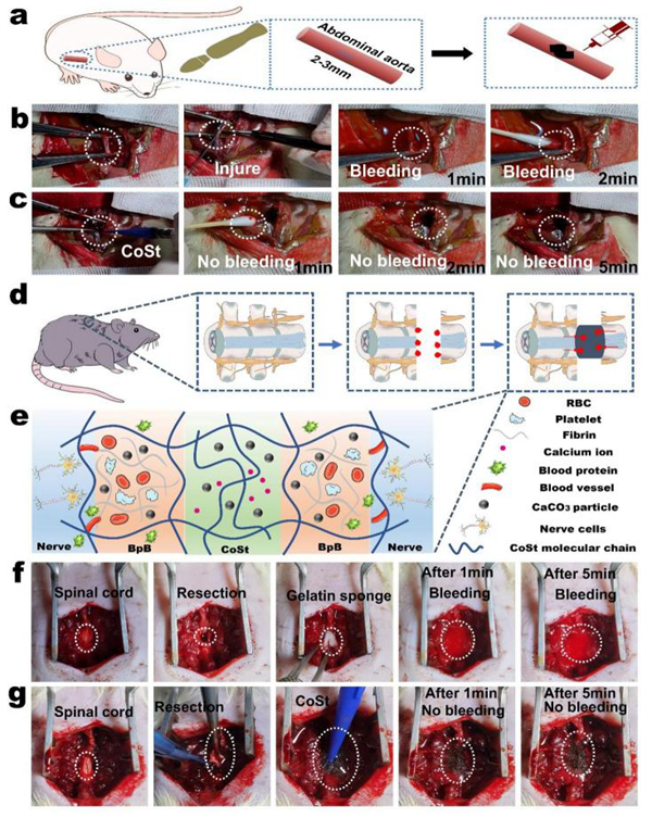 CoSt组织粘合剂用于大鼠腹主动脉紧急止血和神经不可压缩性止血实验及止血机理 CoSt组织粘合剂用于大鼠腹主动脉紧急止血和神经不可压缩性止血实验及止血机理