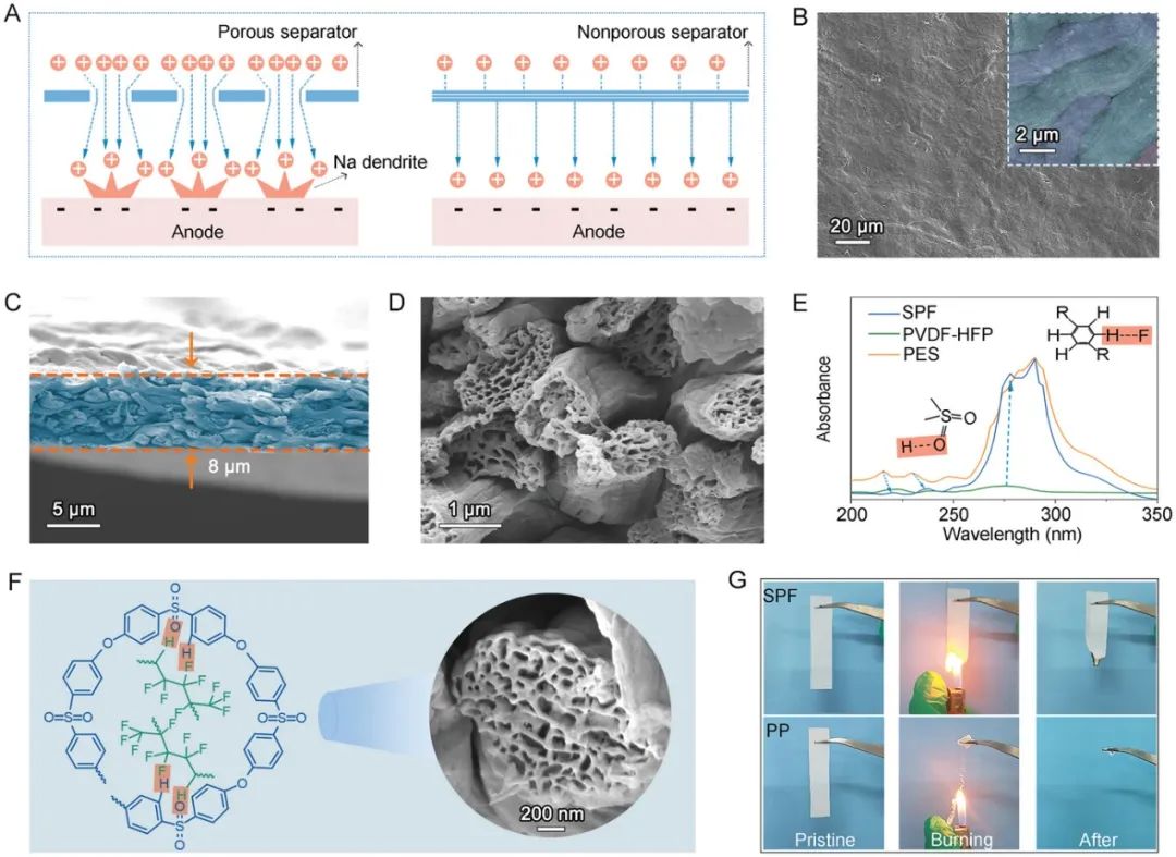 SPF隔膜的结构和物理特性
