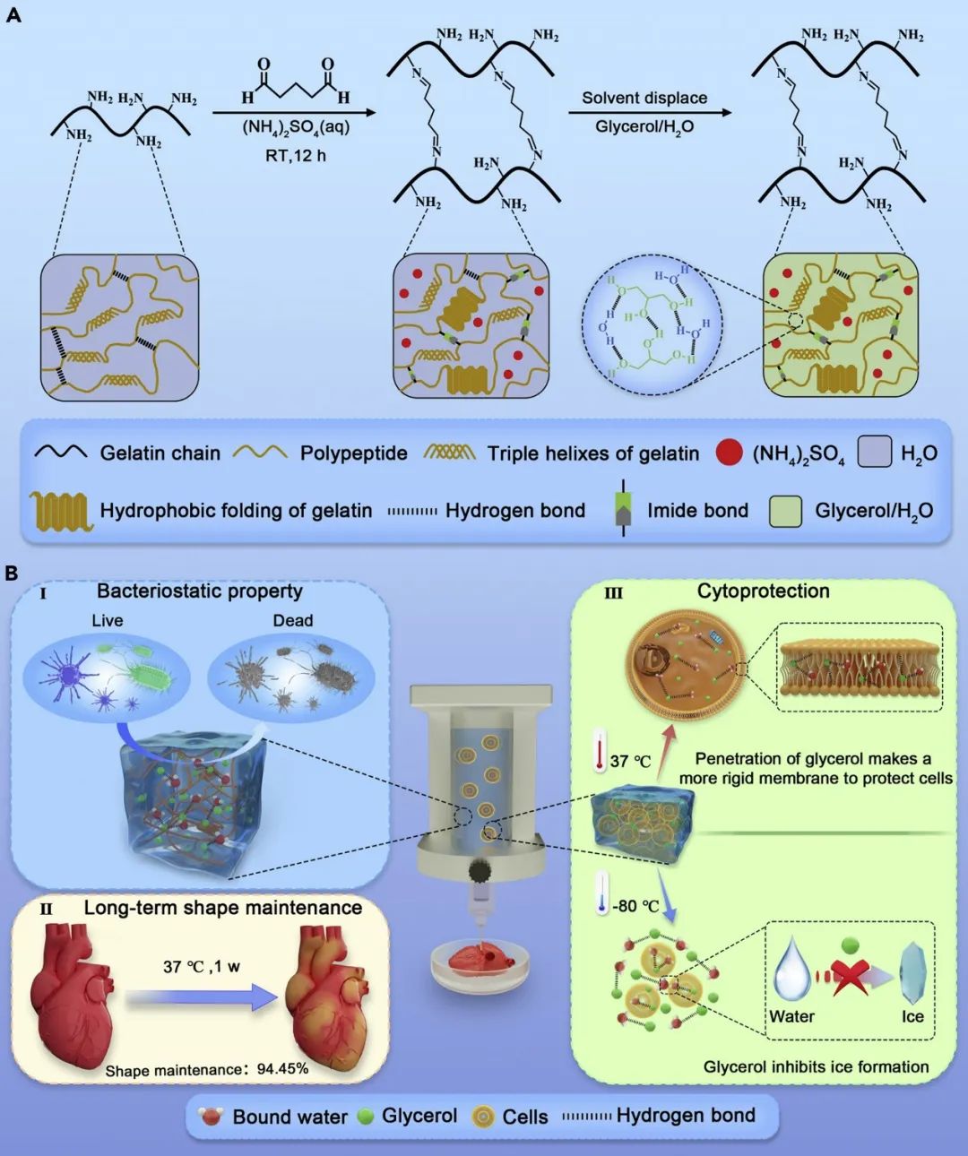 多功能二元甘油水凝胶生物墨水的研制