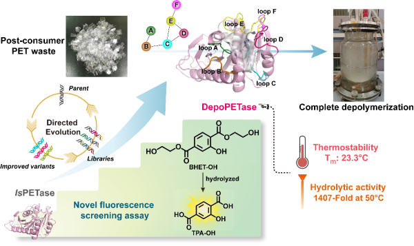 基于荧光筛选方法的PET的定向进化研究成果 基于荧光筛选方法的PET的定向进化研究成果