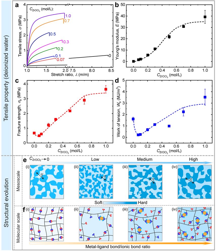 溶胀且增强的聚两性电解质水凝胶再次在水中透析平衡后的样品随着ZrOCl2浓度的变化对应的力学行为变化及微观结构演变示意图