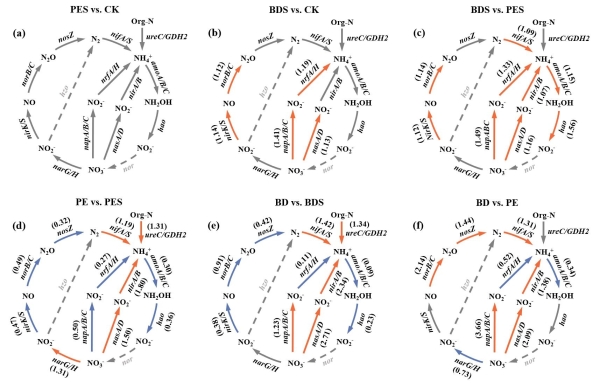 微塑料残留改变土壤和微塑料圈中微塑料氮循环代谢过程 微塑料残留改变土壤和微塑料圈中微塑料氮循环代谢过程