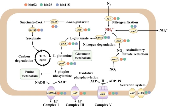 BMP微塑料圈中氮代谢关键微生物调控路径 BMP微塑料圈中氮代谢关键微生物调控路径