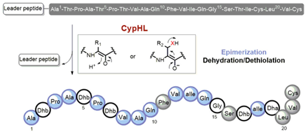 林那罗定肽生物合成中的脱水、脱硫和异构化反应