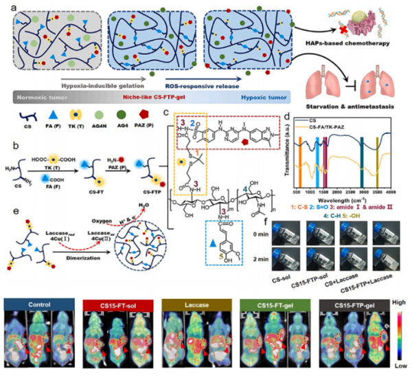 基于壳聚糖的类生态位功能水凝胶构建策略与小动物模型乏氧增强影像表征