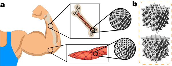 福建物构所3D打印仿生结构研究获进展 福建物构所3D打印仿生结构研究获进展