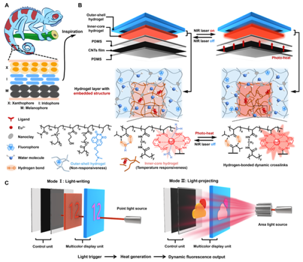具有仿生多层结构的可光书写荧光高分子水凝胶显示系统 具有仿生多层结构的可光书写荧光高分子水凝胶显示系统