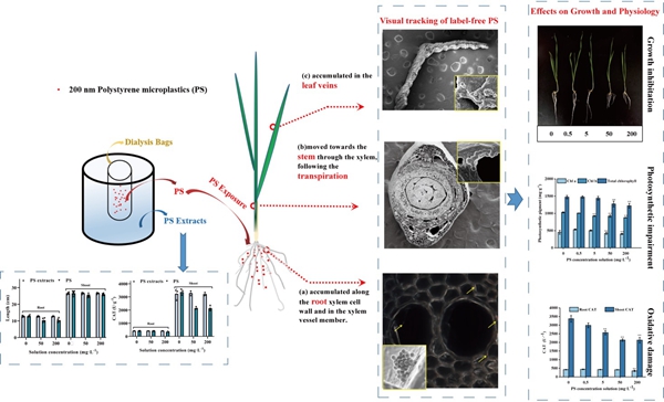 PS微球在小麦根和地上部的积累分布,PS微球及其透析液其对小麦生长和生理影响 PS微球在小麦根和地上部的积累分布,PS微球及其透析液其对小麦生长和生理影响