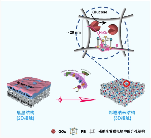 受细胞膜上电子传递链结构启发,开发具有邻域纳米结构的三维介孔生物传感膜示意图 受细胞膜上电子传递链结构启发,开发具有邻域纳米结构的三维介孔生物传感膜示意图