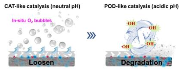 生物传感膜“疏松-降解自清洁机制”示意图 生物传感膜“疏松-降解自清洁机制”示意图