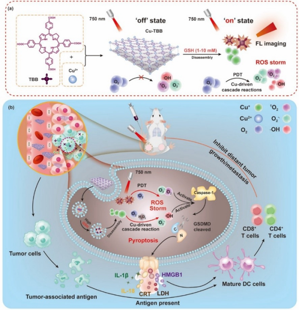 Cu-TBB纳米片的制备(a)和诱导细胞焦亡激活免疫原性机制(b)示意图 Cu-TBB纳米片的制备(a)和诱导细胞焦亡激活免疫原性机制(b)示意图