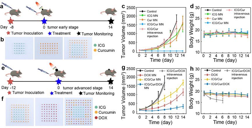 体内黑色素瘤治疗效果评估 体内黑色素瘤治疗效果评估