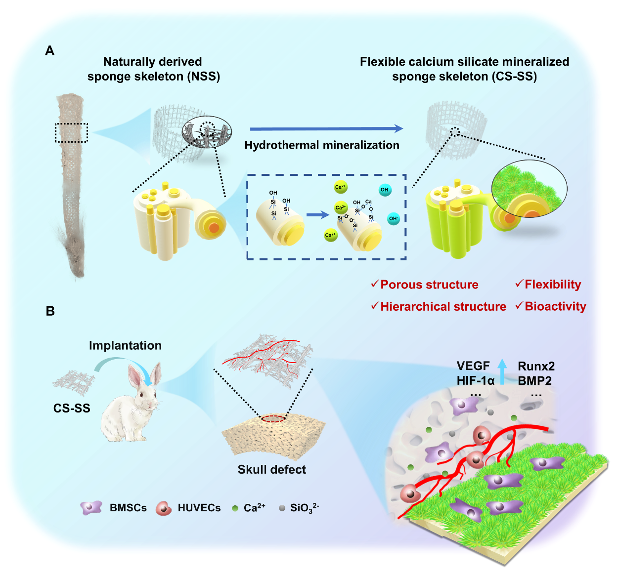 天然衍生的柔性生物陶瓷支架的制备示意图 天然衍生的柔性生物陶瓷支架的制备示意图