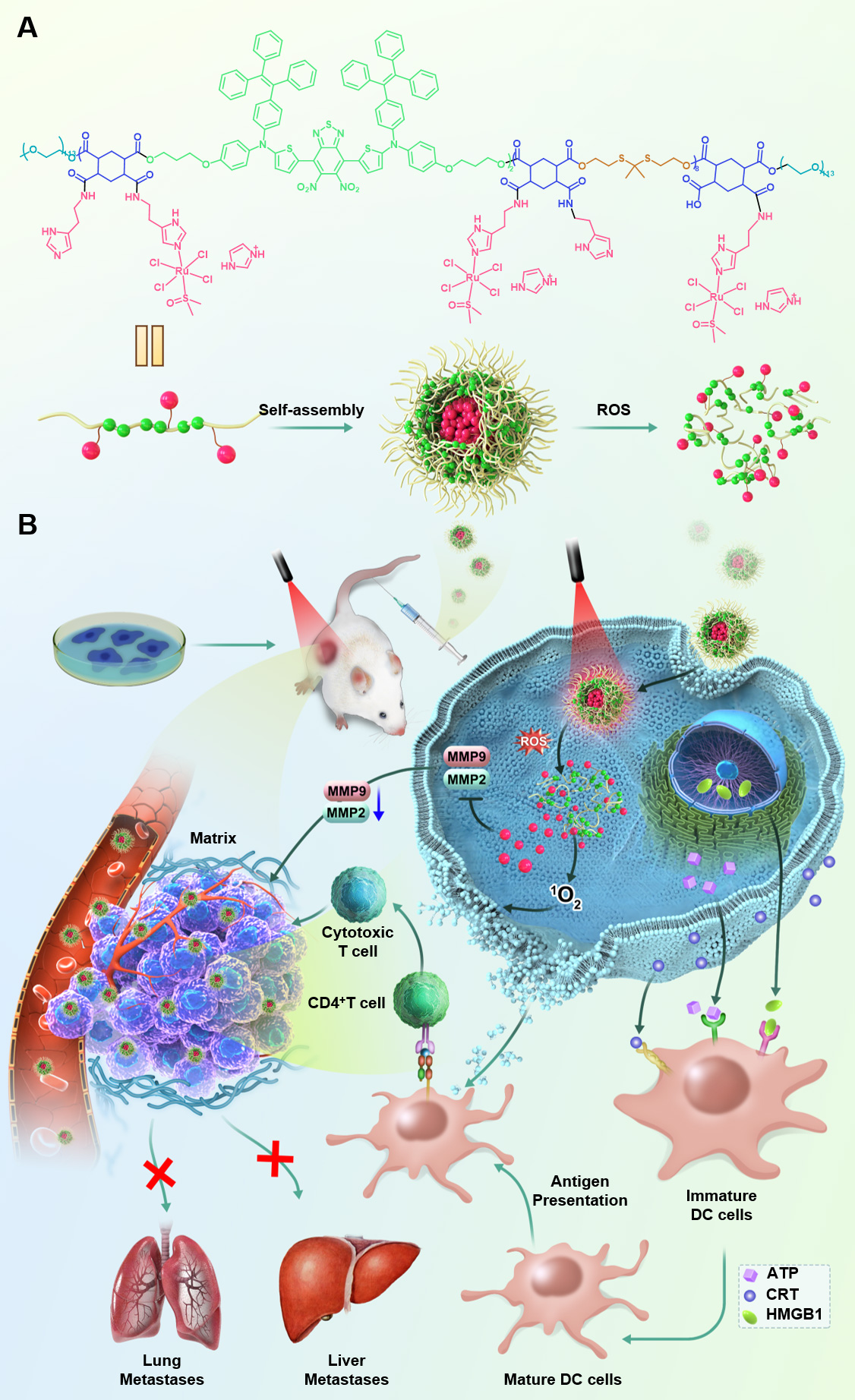 NP2的制备及抗肿瘤示意图 NP2的制备及抗肿瘤示意图