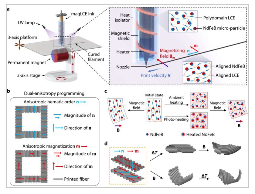 铁磁液晶弹性体的可编程双各向异性3D打印及其多模式变形 铁磁液晶弹性体的可编程双各向异性3D打印及其多模式变形