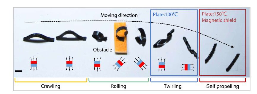 具有多变形能力和环境适应性的3D打印铁磁液晶弹性体带状机器人 具有多变形能力和环境适应性的3D打印铁磁液晶弹性体带状机器人