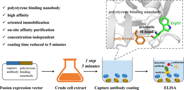 聚苯乙烯表面纳米抗体定向固定技术